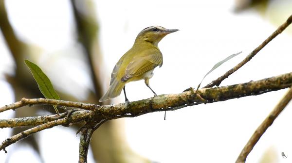 No 2º sábado de maio é lembrado o dia das aves migratórias. Algumas passarão por Cotia a partir deste mês