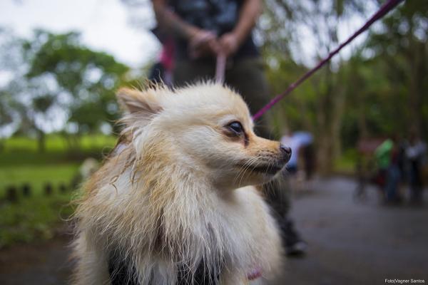 Campanha de Castração de Cães e Gatos é retomada pela Prefeitura de Cotia