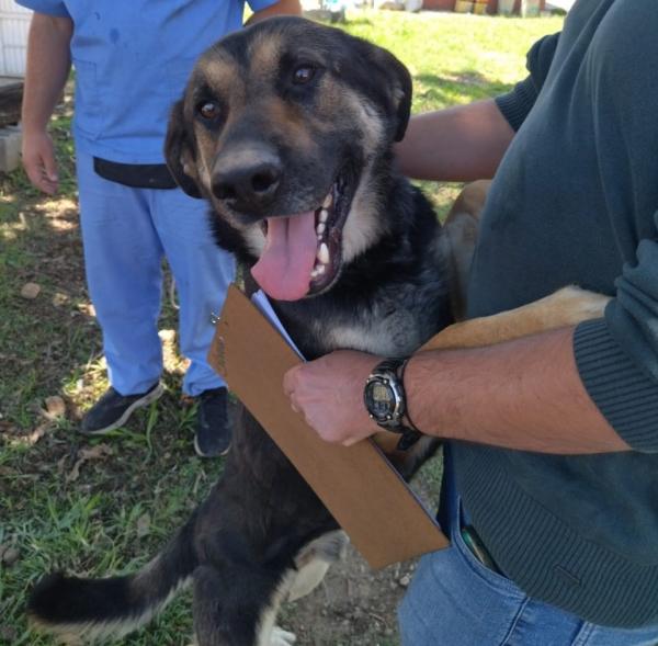 Cotia terá Evento de Adoção de Animais no próximo sábado (13/11)