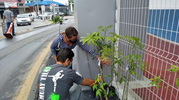 “Pedágio Ambiental”: meio ambiente vai doar mudas de árvores no sábado (5/02)