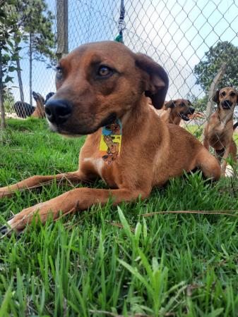 Zoonoses realiza Evento de Adoção de Animais em Caucaia do Alto