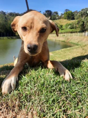 Sábado (23) é dia de evento de Adoção de Animais na Praça dos Romeiros