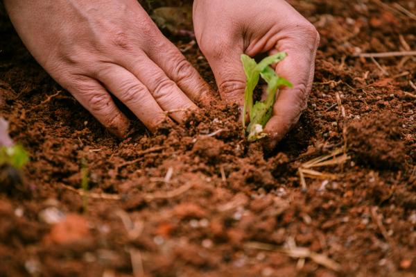 Secretaria do Verde e do Meio Ambiente divulga programação do mês de agosto