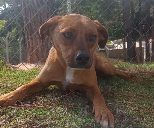 Zoonoses realiza mais uma edição do Evento de Adoção de Animais no sábado (20)