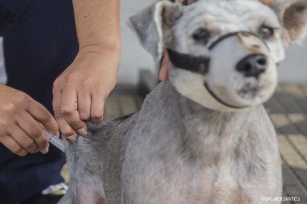 Cotia realiza vacinação antirrábica de rotina para cães e gatos mediante agendamento