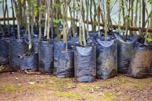 Programas “ÁrvoreSer” e “Pedágio Ambiental” terão programação em novembro
