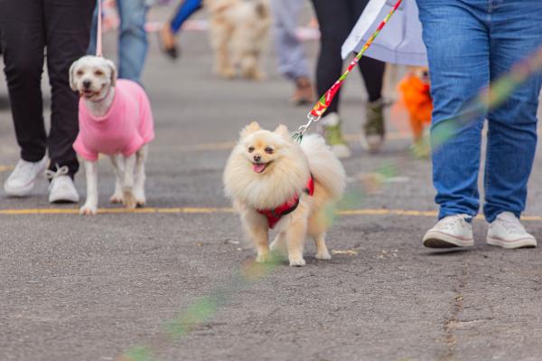 Zoonoses de Cotia realiza evento ‘Vacinação contra raiva no Seu Bairro’ para cães e gatos