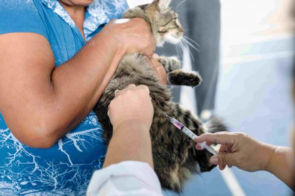 Sábado (11) tem ‘Vacinação no Seu Bairro’ para cães e gatos no Jardim Petrópolis