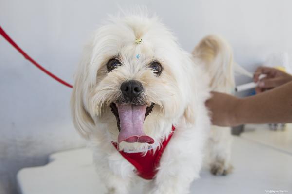 Zoonoses fará uma ação de vacinação antirrábica de cães e gatos no período noturno