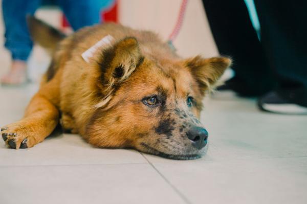 Cotia tem inscrições abertas para castração de cães e gatos