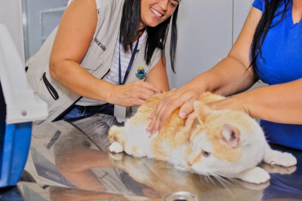 Domingo, 25/06, é dia de vacinação antirrábica para cães e gatos
