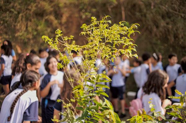 Dia da Árvore foi celebrado com centenas de mudas nativas plantadas em Cotia e abertura do ‘Desafio Ambiental’