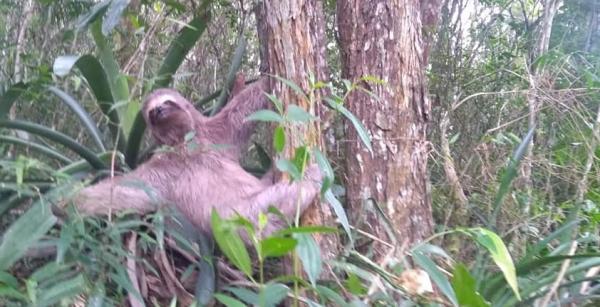 Bicho-preguiça é resgatado pela Guarda Civil e solto na mata