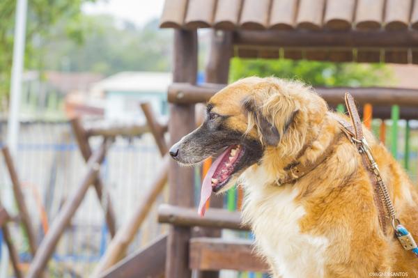 Cotia abre inscrições para castração de cães e gatos que acontece nos dias 27 e 28/01, no Pq. Turiguara