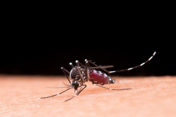 Dengue: como identificar, tratar e prevenir