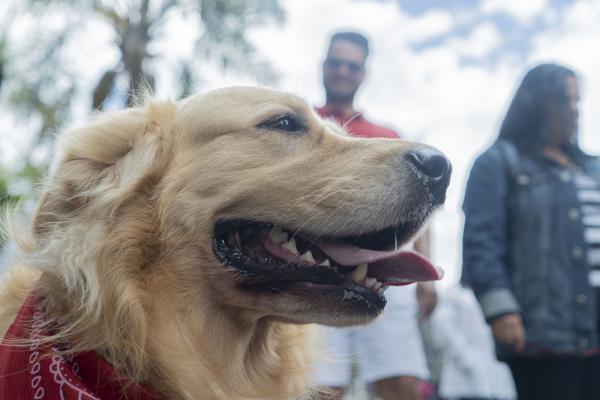 Inscrições abertas para castração de cães e gatos que acontece nos dias 18 e 19/05, na Vila São Joaquim