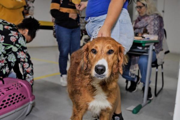 Zoonoses realiza vacinação antirrábica para cães e gatos nos dias 23 e 26/05