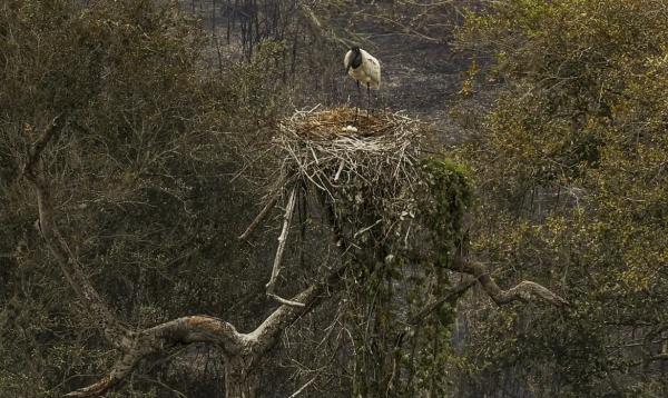 Biólogos minimizam sofrimento de fauna ameaçada pelo fogo no Pantanal