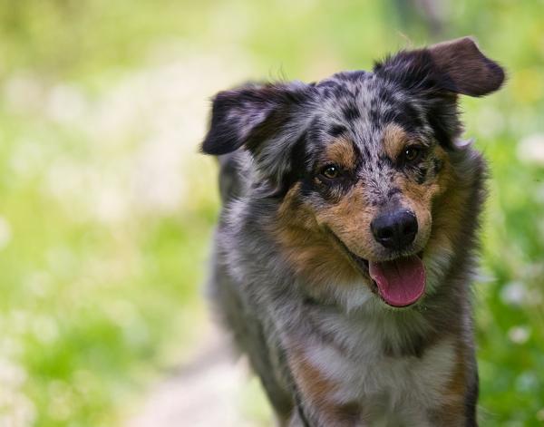 Cães adultos devem ser vermifugados a cada três meses