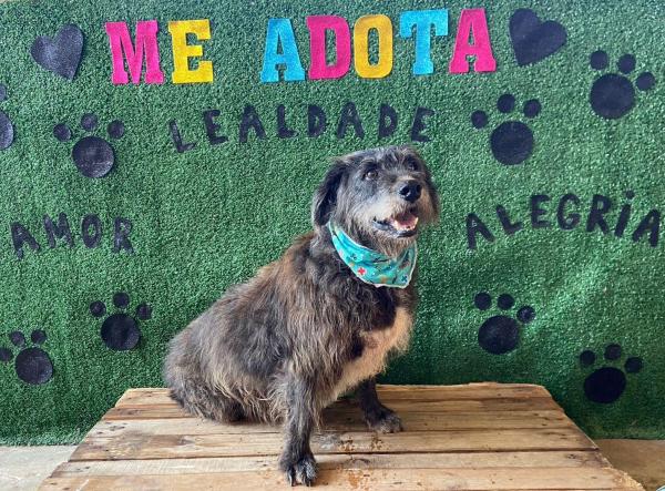 Feira de Adoção leva cães à Praça do Jardim Sabiá neste sábado (6/09)