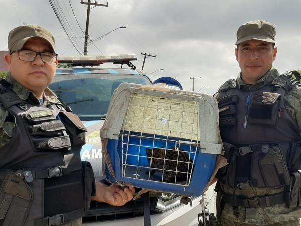 Guarda Ambiental de Cotia resgata dois animais silvestres