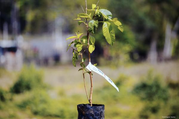 Programa Cotia Mais Verde doa mudas e entrega na casa do munícipe