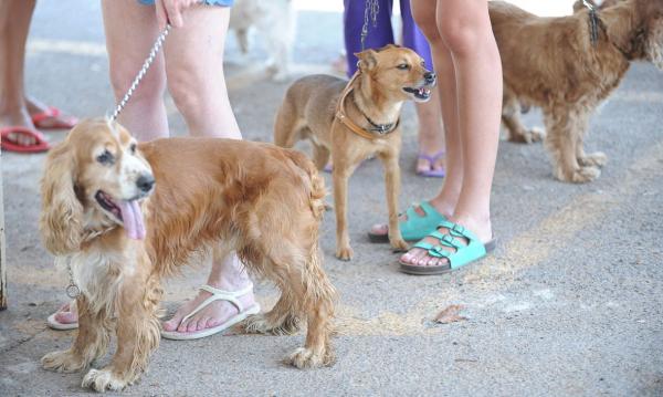 Tutores de animais de estimação devem ficar atentos a produtos de limpeza